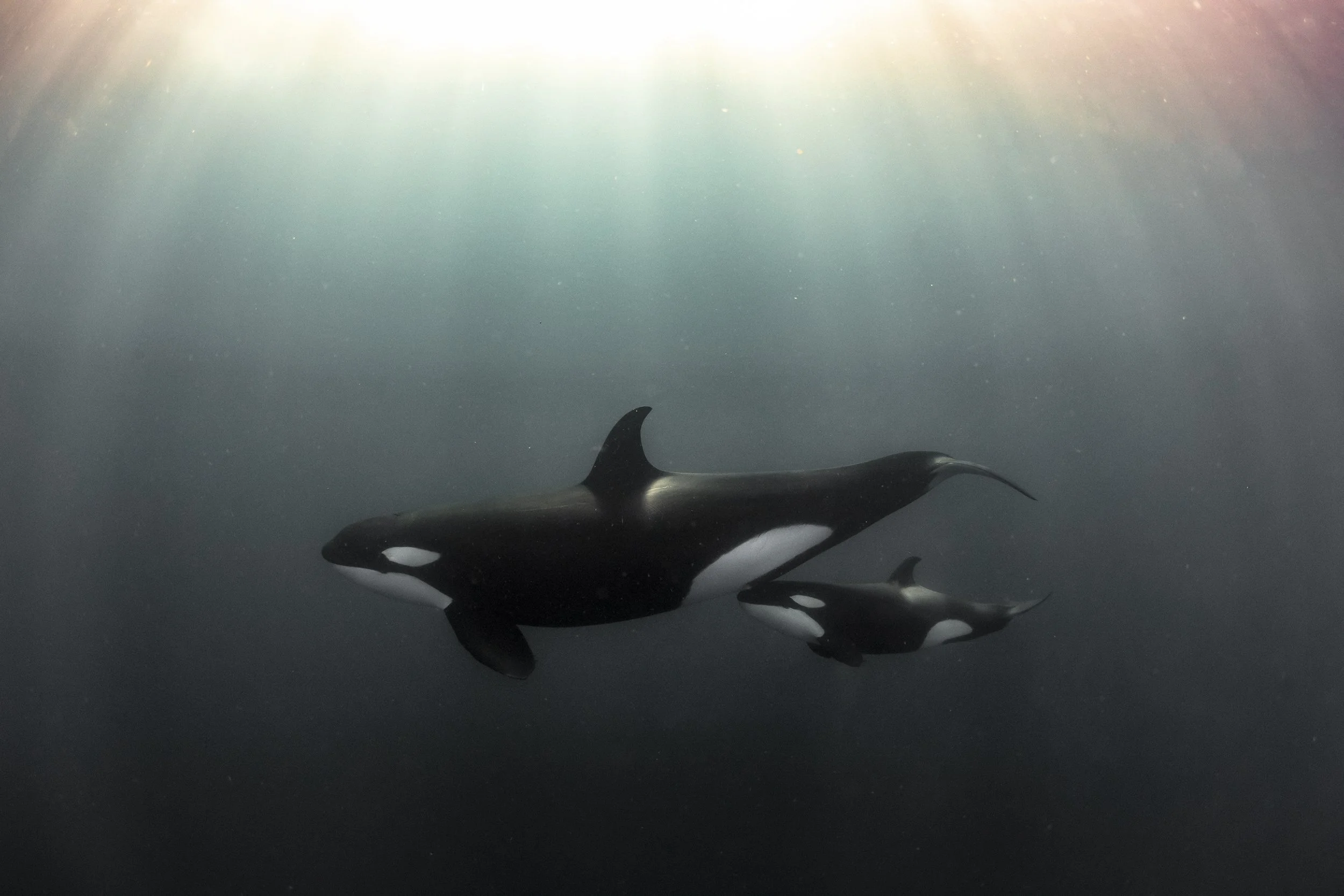 【新品・未開封・未試投】 Orca ver.2 19G レインボー オマケ付き Orca exhibit at OMSI features fossils, artifacts, life-size